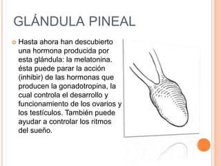 GLÁNDULA PINEAL
 Hasta ahora han descubierto
una hormona producida por
esta glándula: la melatonina.
ésta puede parar la acción
(inhibir) de las hormonas que
producen la gonadotropina, la
cual controla el desarrollo y
funcionamiento de los ovarios y
los testículos. También puede
ayudar a controlar los ritmos
del sueño.
 