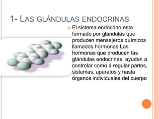 1- LAS GLÁNDULAS ENDOCRINAS
 El sistema endocrino esta
formado por glándulas que
producen mensajeros químicos
llamados hormonas Las
hormonas que producen las
glándulas endocrinas, ayudan a
controlar como a regular partes,
sistemas, aparatos y hasta
órganos individuales del cuerpo
 