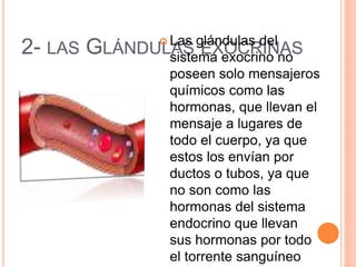 2- LAS GLÁNDULAS EXOCRINAS
 Las glándulas del
sistema exocrino no
poseen solo mensajeros
químicos como las
hormonas, que llevan el
mensaje a lugares de
todo el cuerpo, ya que
estos los envían por
ductos o tubos, ya que
no son como las
hormonas del sistema
endocrino que llevan
sus hormonas por todo
el torrente sanguíneo
 