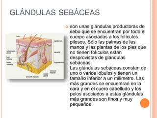 GLÁNDULAS SEBÁCEAS
 son unas glándulas productoras de
sebo que se encuentran por todo el
cuerpo asociadas a los folículos
pilosos. Sólo las palmas de las
manos y las plantas de los pies que
no tienen folículos están
desprovistas de glándulas
sebáceas.
Las glándulas sebáceas constan de
uno o varios lóbulos y tienen un
tamaño inferior a un milimetro. Las
más grandes se encuentran en la
cara y en el cuero cabelludo y los
pelos asociados a estas glándulas
más grandes son finos y muy
pequeños
 