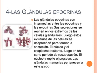 4-LAS GLÁNDULAS EPOCRINAS
 Las glándulas epocrinas son
intermedias entre las epocrinas y
las exocrinas Sus secreciones se
reúnen en los extremos de las
células glandulares. Luego estos
extremos de las células se
desprenden para formar la
secreción. El núcleo y el
citoplasma restante, luego en un
corto periodo de recuperación. El
núcleo y repite el proceso. Las
glándulas mamarias pertenecen a
este grupo
 