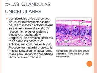 5-LAS GLÁNDULAS
UNICELULARES
 Las glándulas unicelulares una
célula están representadas por
células mucosas o coliformes que
se encuentran en el epitelio de
recubrimiento de los sistemas
digestivos, respiratorio y
urogenital. En animales inferiores,
tales como los peces y los
anfibios, son comunes en la piel.
Producen un material proteico, la
mucita, la cual con el agua forma
moco para lubricar las superficies
libres de las membranas
compuesta por una sola célula
secretora. Por ejemplo:Células
caliciformes
 