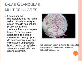 6-LAS GLÁNDULAS
MULTICELULARES
 Las glándulas
multicelulares(se les llama
así a cualquier cosa que
posea más de dos células)
presentan formas
variadas. Las más simples
tienen forma de platos
aplanados de células
secretoras o son grupos
de células secretoras que
constituyen un pequeño
hueco dentro del epitelio y
secretan a través de una
abertura común.
Se clasifican según la forma de sus partes
secretoras en: alveolares, acinosas,
tubuloalveolares, etc
 