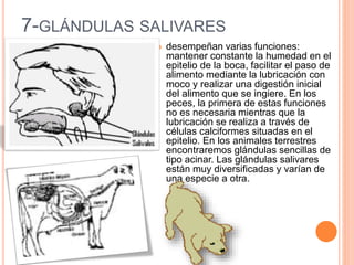 7-GLÁNDULAS SALIVARES
 desempeñan varias funciones:
mantener constante la humedad en el
epitelio de la boca, facilitar el paso de
alimento mediante la lubricación con
moco y realizar una digestión inicial
del alimento que se ingiere. En los
peces, la primera de estas funciones
no es necesaria mientras que la
lubricación se realiza a través de
células calciformes situadas en el
epitelio. En los animales terrestres
encontraremos glándulas sencillas de
tipo acinar. Las glándulas salivares
están muy diversificadas y varían de
una especie a otra.
 
