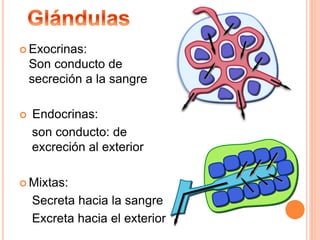  Exocrinas:
Son conducto de
secreción a la sangre
 Endocrinas:
son conducto: de
excreción al exterior
 Mixtas:
Secreta hacia la sangre
Excreta hacia el exterior
 