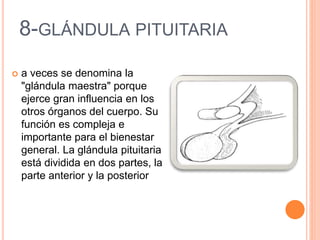 8-GLÁNDULA PITUITARIA
 a veces se denomina la
"glándula maestra" porque
ejerce gran influencia en los
otros órganos del cuerpo. Su
función es compleja e
importante para el bienestar
general. La glándula pituitaria
está dividida en dos partes, la
parte anterior y la posterior
 