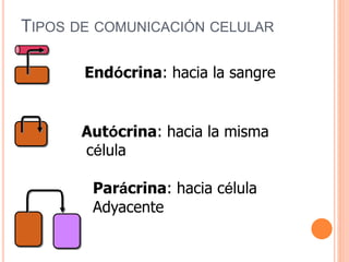 TIPOS DE COMUNICACIÓN CELULAR
Endócrina: hacia la sangre
Parácrina: hacia célula
Adyacente
Autócrina: hacia la misma
célula
 