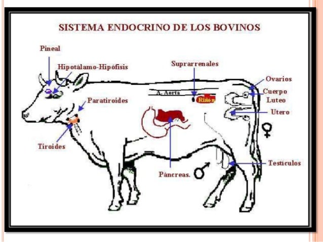 Anatomia del sistema endocrino