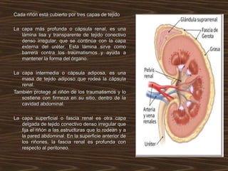 ANATOMIA y fisiología DEL SISTEMA GENITOURINARIO.ppt