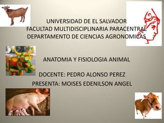 UNIVERSIDAD DE EL SALVADOR
FACULTAD MULTIDISCIPLINARIA PARACENTRAL
DEPARTAMENTO DE CIENCIAS AGRONOMICAS
ANATOMIA Y FISIOLOGIA ANIMAL
DOCENTE: PEDRO ALONSO PEREZ
PRESENTA: MOISES EDENILSON ANGEL
 