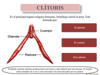 anatomia-del-sistema-reproductor-femenino-parte-i-pptx