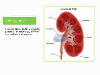 ANATOMIA DEL SISTEMA URINARIO- KARLA SELINA GONZALEZ ROBLES.pptx