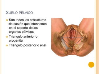 https://image.slidesharecdn.com/anatomiadelsuelopelvicocompleta-140902010120-phpapp01/85/anatomia-del-suelo-pelvico-2-320.jpg?cb=1666174672