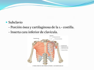  Subclavio
 - Porción ósea y cartilaginosa de la 1.- costilla.
 - Inserta cara inferior de clavícula.
 