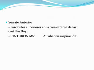  Serrato Anterior
 - Fascículos superiores en la cara externa de las
 costillas 8-9.
 - CINTURON MS:           Auxiliar en inspiración.
 
