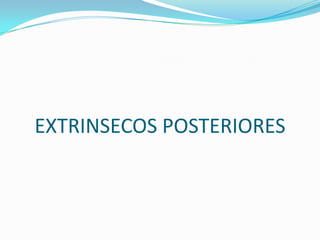 EXTRINSECOS POSTERIORES
 
