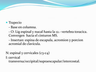 Trapecio
 - Base en columna.
 - O: Lig espinal y nucal hasta la 12.- vertebra toracica.
 Convergen hacia el cinturon MS.
 - Insertan: espina de escapula, acromion y porcion
 acromial de clavícula.

N: espinal y cervicales (c3-c4)
I: cervical
   transversa/occipital/supraescapular/intercostal.
 