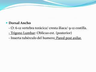  Dorsal Ancho
 - O: 6-12 vertebra torácica/ cresta iliaca/ 9-12 costilla.
 - Trigono Lumbar: Oblicuo ext. (posterior)
 - Inserta tubérculo del humero: Pared post axilar.
 