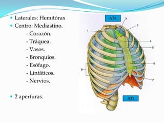  Laterales: Hemitórax   ATS
 Centro: Mediastino.
      - Corazón.
      - Tráquea.
      - Vasos.
      - Bronquios.
      - Esófago.
      - Linfáticos.
      - Nervios.

 2 aperturas.                 ATI
 