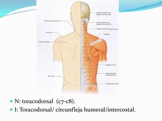  N: toracodorsal (c7-c8).
 I: Toracodorsal/ circunfleja humeral/intercostal.
 