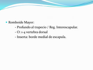  Romboide Mayor:
     - Profundo al trapecio / Reg. Interescapular.
     - O: 1-4 vertebra dorsal
     - Inserta: borde medial de escapula.
 