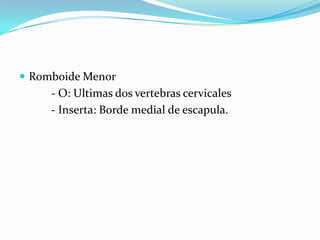  Romboide Menor
     - O: Ultimas dos vertebras cervicales
     - Inserta: Borde medial de escapula.
 