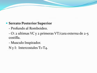  Serrato Posterior Superior
 - Profundo al Romboideo.
 - O: 2 ultimas VC y 2 primeras VT/cara externa de 2-5
 costilla.
 - Musculo Inspirador.
 N y I: Intercostales T1-T4.
 