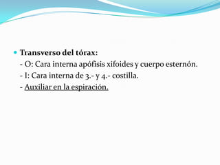  Transverso del tórax:
 - O: Cara interna apófisis xifoides y cuerpo esternón.
 - I: Cara interna de 3.- y 4.- costilla.
 - Auxiliar en la espiración.
 