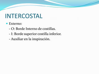 INTERCOSTAL
 Externo:
 - O: Borde Interno de costillas.
 - I: Borde superior costilla inferior.
 - Auxiliar en la inspiración.
 