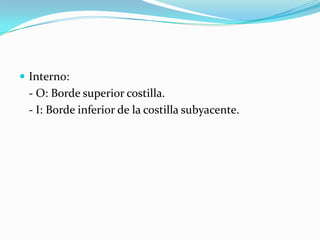  Interno:
 - O: Borde superior costilla.
 - I: Borde inferior de la costilla subyacente.
 