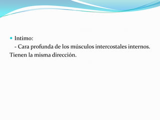  Intimo:
  - Cara profunda de los músculos intercostales internos.
Tienen la misma dirección.
 