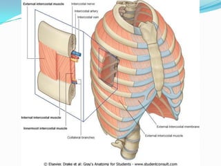 MUSCULOS INTRINSECOS
 