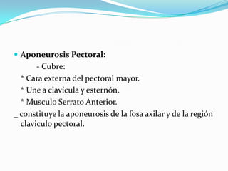  Aponeurosis Pectoral:
       - Cubre:
  * Cara externa del pectoral mayor.
  * Une a clavícula y esternón.
  * Musculo Serrato Anterior.
_ constituye la aponeurosis de la fosa axilar y de la región
  claviculo pectoral.
 