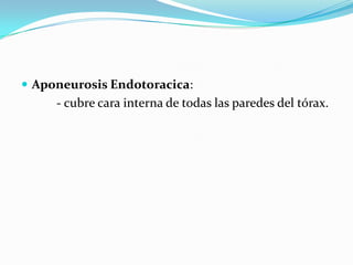  Aponeurosis Endotoracica:
     - cubre cara interna de todas las paredes del tórax.
 