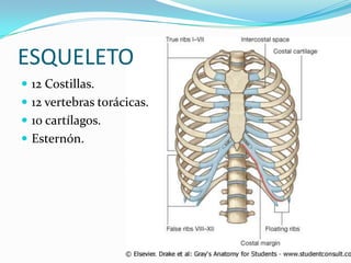 ESQUELETO
 12 Costillas.
 12 vertebras torácicas.
 10 cartílagos.
 Esternón.
 