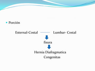  Porción


     Esternal-Costal            Lumbar- Costal

                       fisura

                 Hernia Diafragmatica
                       Congenitas
 