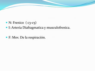  N: Frenico ( c3-c5)
 I: Arteria Diafragmatica y musculofrenica.


 F: Mov. De la respiración.
 