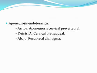  Aponeurosis endotoracica:
      - Arriba: Aponeurosis cervical prevertebral.
      - Detrás: A. Cervical pretraqueal.
      - Abajo: Recubre al diafragma.
 