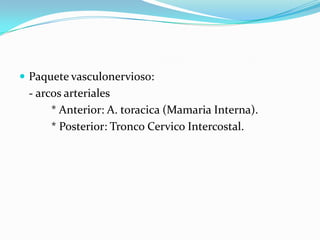  Paquete vasculonervioso:
 - arcos arteriales
      * Anterior: A. toracica (Mamaria Interna).
      * Posterior: Tronco Cervico Intercostal.
 