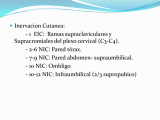  Inervacion Cutanea:
     - 1 EIC: Ramas supraclaviculares y
 Supracromiales del plexo cervical (C3-C4).
     - 2-6 NIC: Pared tórax.
     - 7-9 NIC: Pared abdomen- supraumbilical.
     - 10 NIC: Ombligo
     - 10-12 NIC: Infraumbilical (2/3 supropubico)
 
