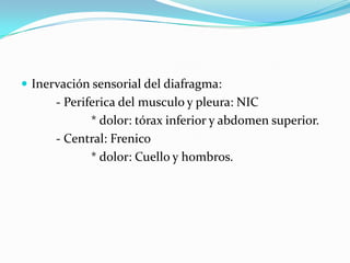  Inervación sensorial del diafragma:
      - Periferica del musculo y pleura: NIC
             * dolor: tórax inferior y abdomen superior.
      - Central: Frenico
             * dolor: Cuello y hombros.
 