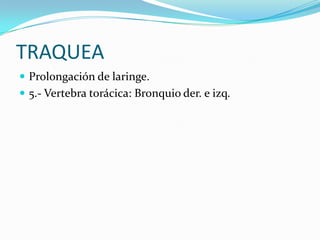 TRAQUEA
 Prolongación de laringe.
 5.- Vertebra torácica: Bronquio der. e izq.
 