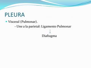 PLEURA
 Visceral (Pulmonar).
      - Une a la parietal: Ligamento Pulmonar

                         Diafragma
 
