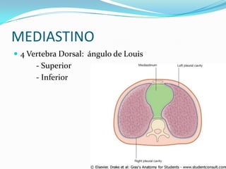 MEDIASTINO
 4 Vertebra Dorsal: ángulo de Louis
      - Superior
      - Inferior
 
