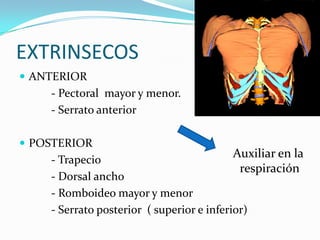 EXTRINSECOS
 ANTERIOR
    - Pectoral mayor y menor.
    - Serrato anterior

 POSTERIOR
    - Trapecio
                                         Auxiliar en la
                                            respiración
    - Dorsal ancho
    - Romboideo mayor y menor
    - Serrato posterior ( superior e inferior)
 