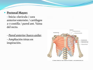  Pectoral Mayor:
 - Inicia: clavícula / cara
 anterior esternón / cartílagos
 2-7 costilla / pared ant. Vaina
 del recto.

 - Pared anterior hueco axilar.
 - Ampliación tórax en
 inspiración.
 