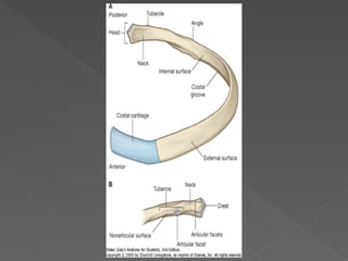 Torax Simple ANATOMIA DEL TORAX RESUMENNNNNNNNNN.pptx