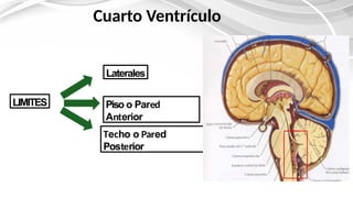 ANATOMIA DEL TRONCO ENCEF. (1) [Autoguardado].pptx
