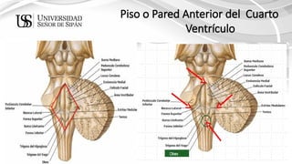 ANATOMIA DEL TRONCO ENCEF. (1) [Autoguardado].pptx
