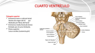 ANATOMIA DEL TRONCO ENCEF. (1) [Autoguardado].pptx